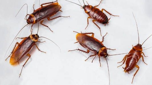 Как происходит уничтожение тараканов?