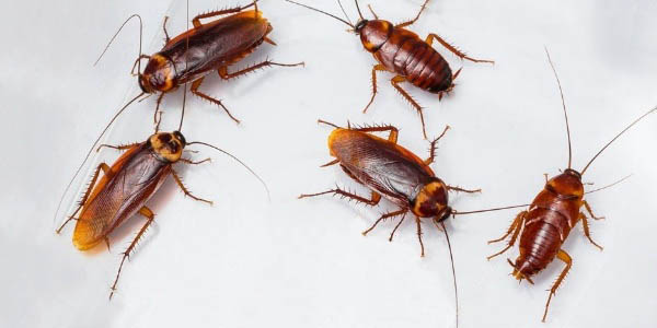 Как происходит уничтожение тараканов?