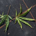 Марихуана: положительные и отрицательные свойства