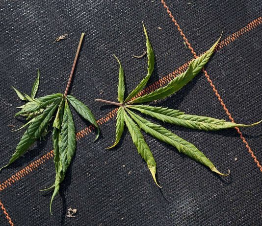 Марихуана: положительные и отрицательные свойства