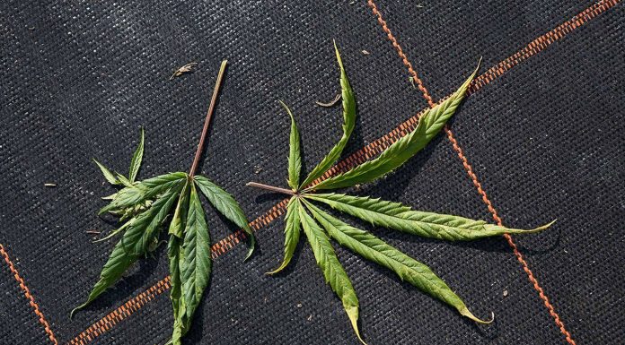 Марихуана: положительные и отрицательные свойства