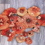 В чем польза мухомора красного сушеного