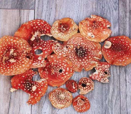 В чем польза мухомора красного сушеного