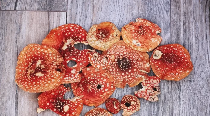 В чем польза мухомора красного сушеного
