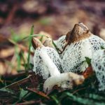 Лекарственные свойства веселки