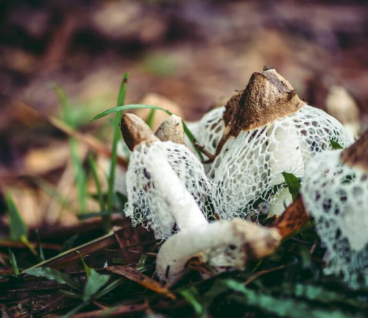 Лекарственные свойства веселки