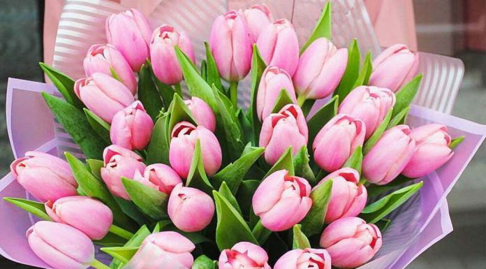 Что символизирует букет тюльпанов