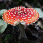 Для чего используют мухоморы