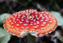 Для чего используют мухоморы