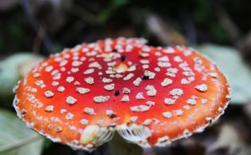 Для чего используют мухоморы