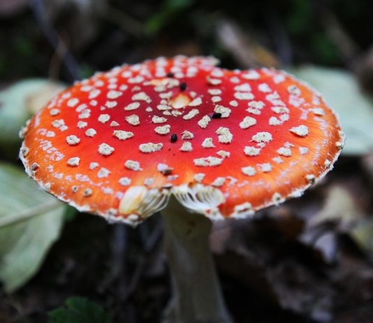 Для чего используют мухоморы