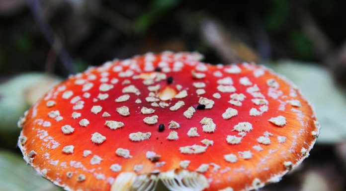 Для чего используют мухоморы