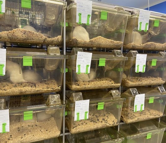 Для чего нужен виварий