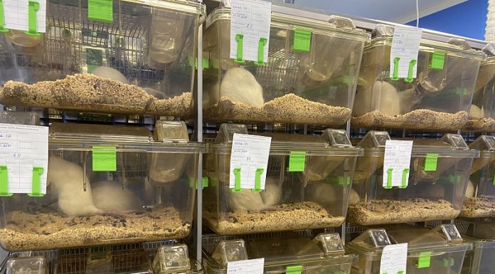 Для чего нужен виварий