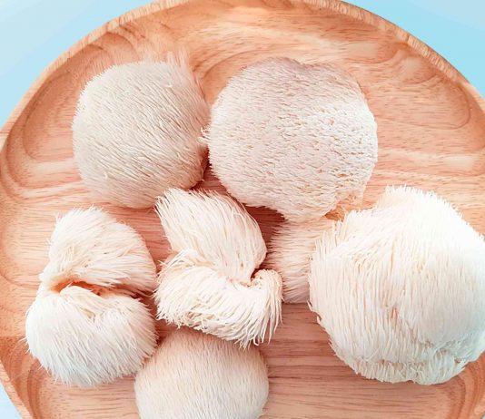 Какой эффект дает экстракт ежовика