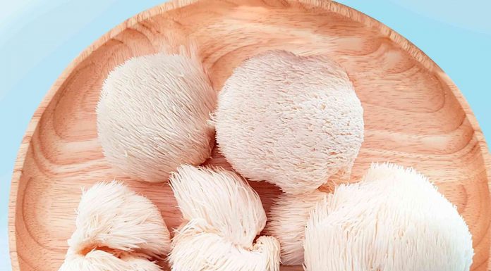 Какой эффект дает экстракт ежовика