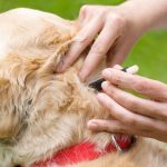 Как часто надо травить блох у собак