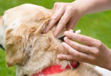 Как часто надо травить блох у собак