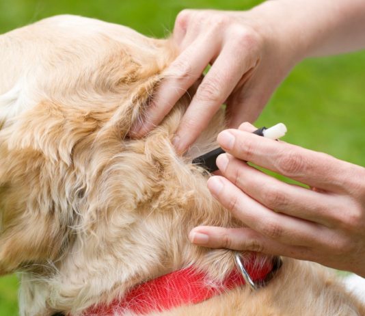 Как часто надо травить блох у собак