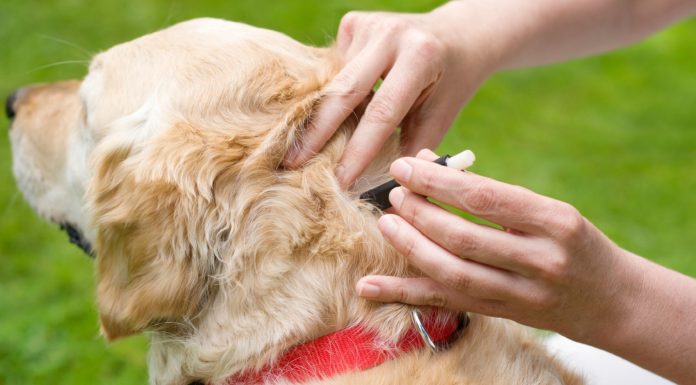 Как часто надо травить блох у собак