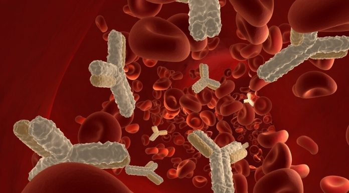 Для чего нужны антигены и антитела?