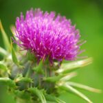 Чем полезна расторопша для организма