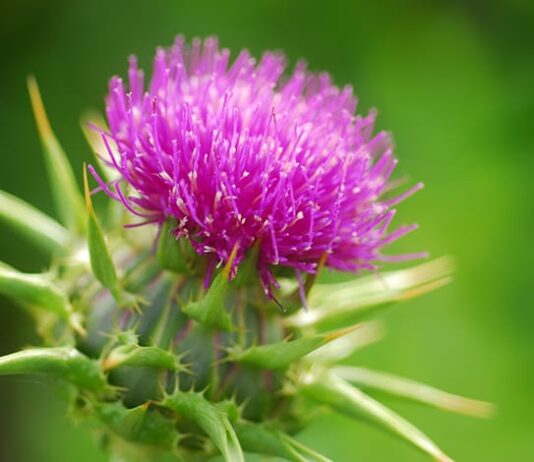 Чем полезна расторопша для организма