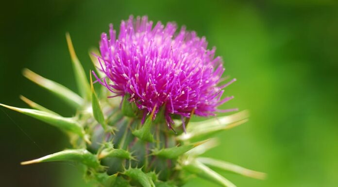 Чем полезна расторопша для организма