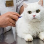 Интервью с главным ветеринаром МосВетЦентр Андреем Лайкиным — Можно ли усыплять животных на дому