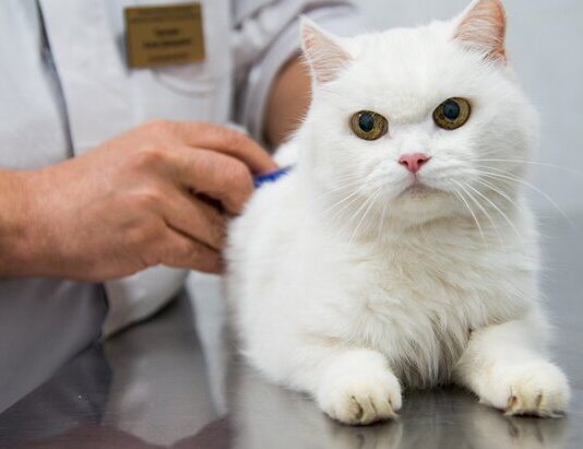 Интервью с главным ветеринаром МосВетЦентр Андреем Лайкиным — Можно ли усыплять животных на дому