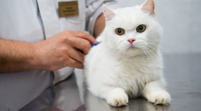 Интервью с главным ветеринаром МосВетЦентр Андреем Лайкиным — Можно ли усыплять животных на дому