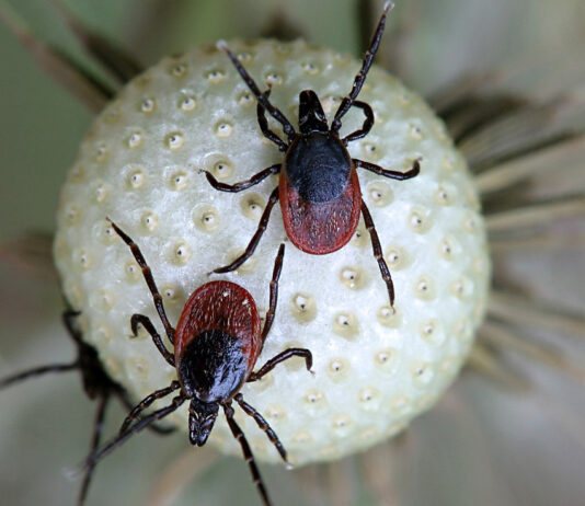 Чем опасен клещевой энцефалит и как от него защититься