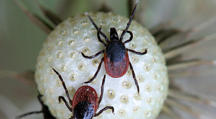 Чем опасен клещевой энцефалит и как от него защититься