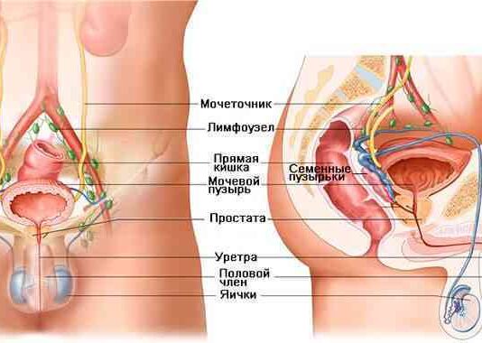 Рак предстательной железы: основные аспекты
