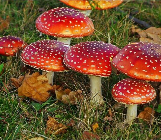 Особенности использования красных мухоморов