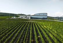 Винодельня как пространство традиций и мастерства