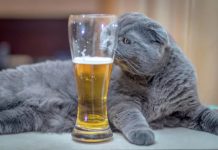 Нейросеть проследит за свежестью пива