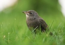 В России 7 февраля стартует ежегодная перепись воробьев