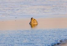 Ларги попозировали инспекторам во время морского рейда в Приморье