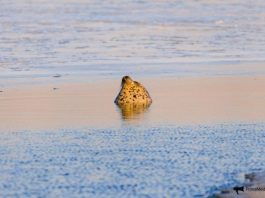 Ларги попозировали инспекторам во время морского рейда в Приморье