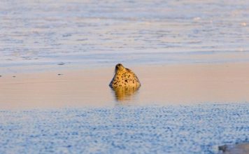 Ларги попозировали инспекторам во время морского рейда в Приморье