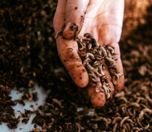 Белок из насекомых: как взлетел биотехнологический сибирский стартап