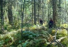 Красноярские спасатели нашли в лесу растерзанные тела