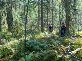 Красноярские спасатели нашли в лесу растерзанные тела