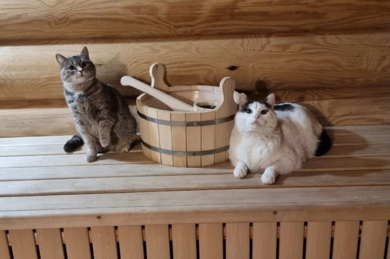 В Питере откроют сауну для кошек и собак