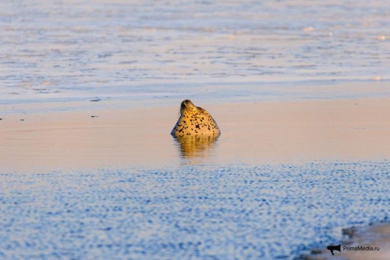 Ларги попозировали инспекторам во время морского рейда в Приморье